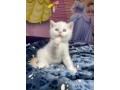 kitten-for-sale-small-0