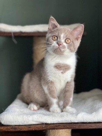 kitten-for-sale-big-3