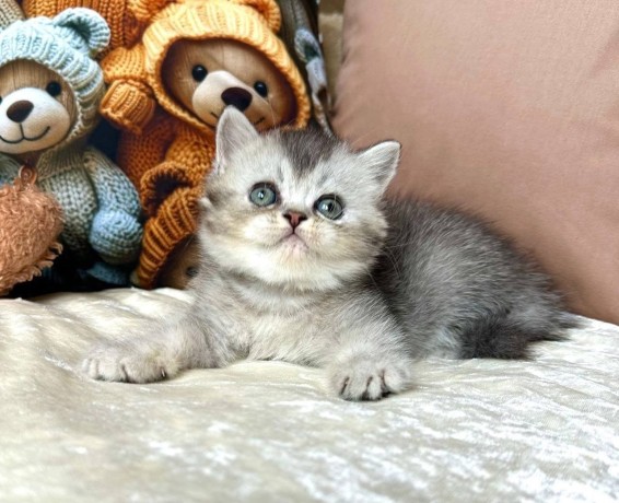 kitten-for-sale-big-2