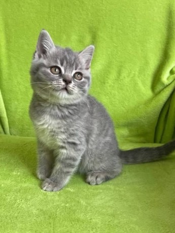 kitten-for-sale-big-1