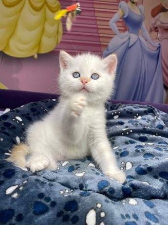 kitten-for-sale-big-0