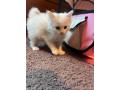 kittens-for-sale-small-2