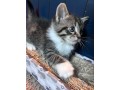 kittens-for-sale-small-1