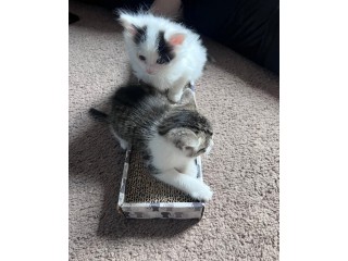 Kittens for sale
