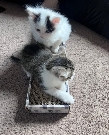 kittens-for-sale-big-0