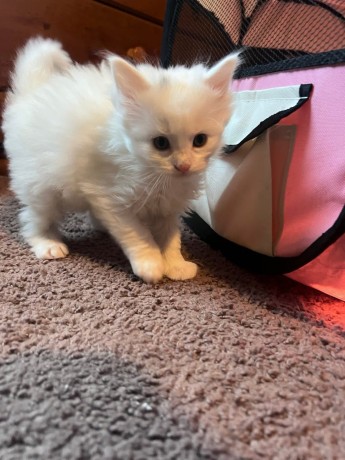 kittens-for-sale-big-2