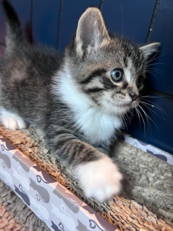 kittens-for-sale-big-1