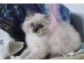 kittens-for-sale-small-4