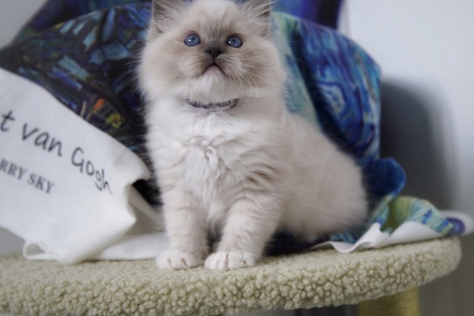 kittens-for-sale-big-3