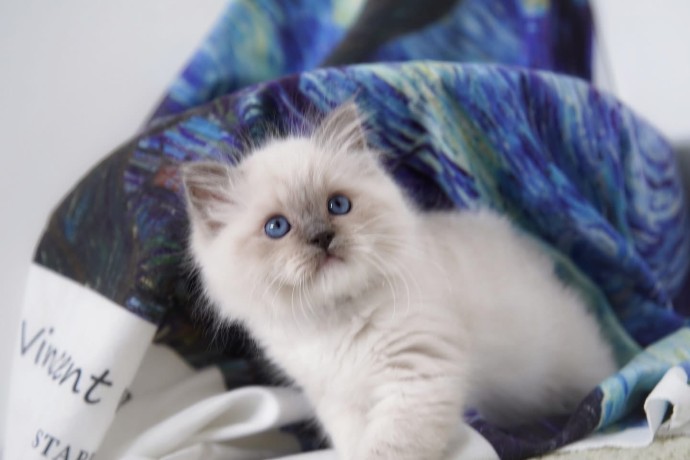 kittens-for-sale-big-2