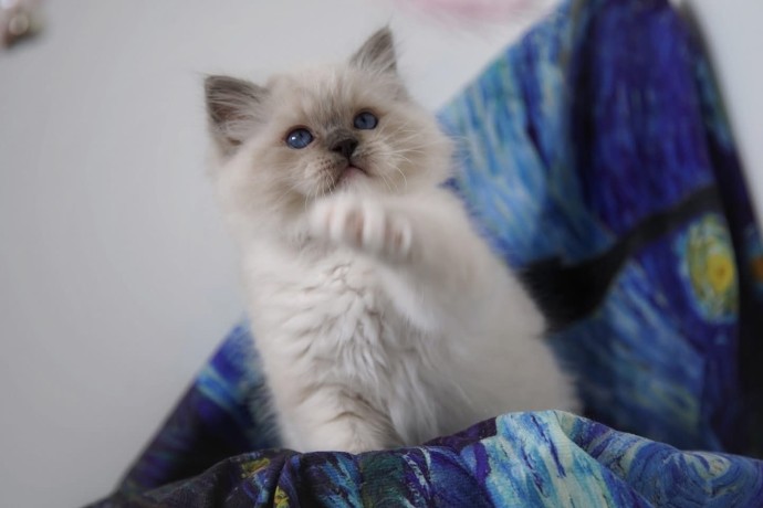 kittens-for-sale-big-1