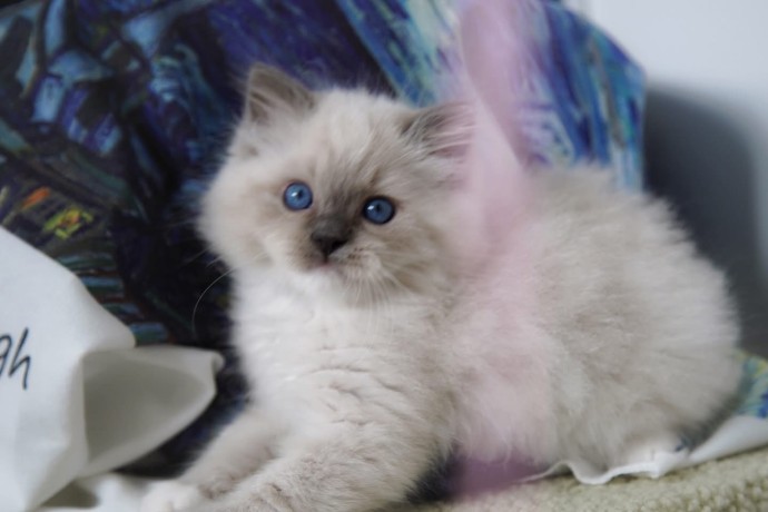 kittens-for-sale-big-4