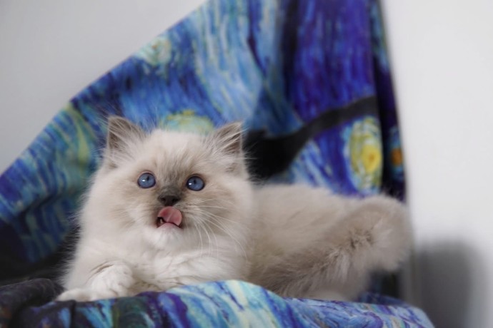 kittens-for-sale-big-0