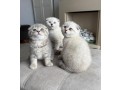 kittens-for-sale-small-0