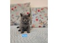 kittens-for-sale-small-4