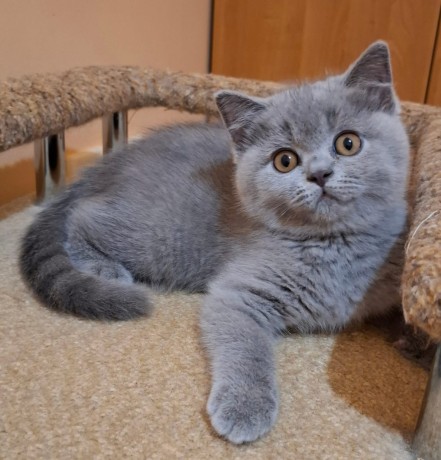 kittens-for-sale-big-2