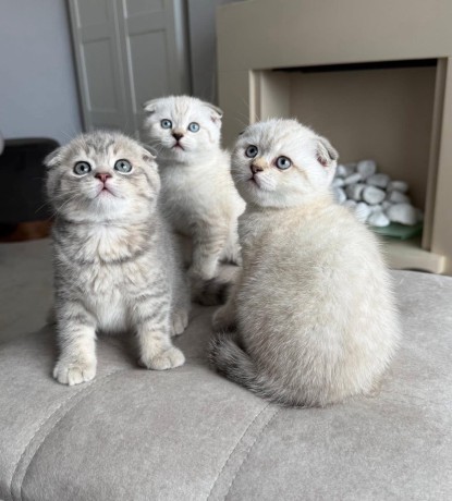 kittens-for-sale-big-0