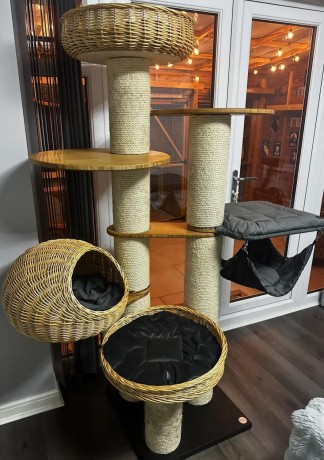 kittens-for-sale-big-3