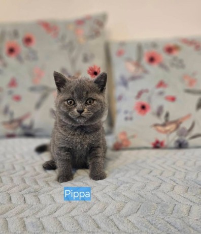 kittens-for-sale-big-4