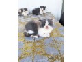 kittens-small-2