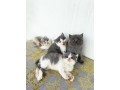 kittens-small-1