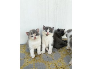 Kittens