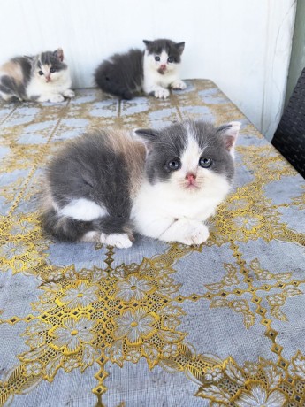 kittens-big-2