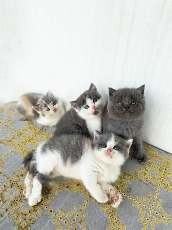kittens-big-1