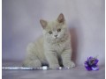 kittens-for-sale-small-2