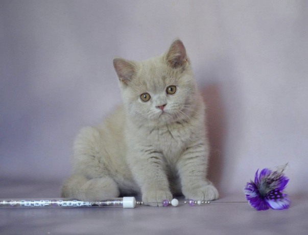 kittens-for-sale-big-2