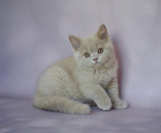 kittens-for-sale-big-1