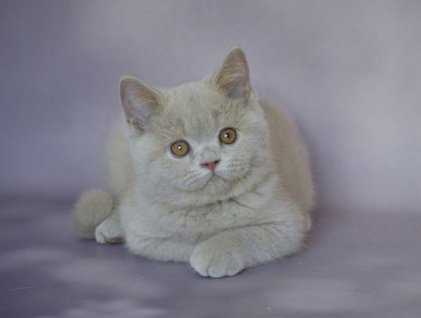 kittens-for-sale-big-0