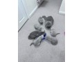 kittens-for-sale-small-2