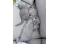 kittens-for-sale-small-3