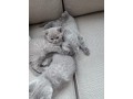 kittens-for-sale-small-0
