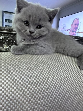 kittens-for-sale-big-1