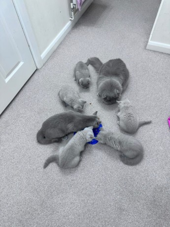 kittens-for-sale-big-2