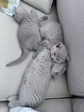 kittens-for-sale-big-3