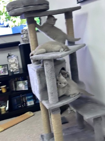 kittens-for-sale-big-4