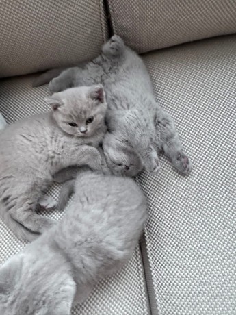 kittens-for-sale-big-0