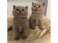 kittens-available-for-sale-small-1