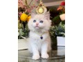 kittens-available-for-sale-small-2