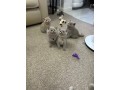 kittens-available-for-sale-small-3