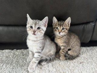 Kittens available for sale