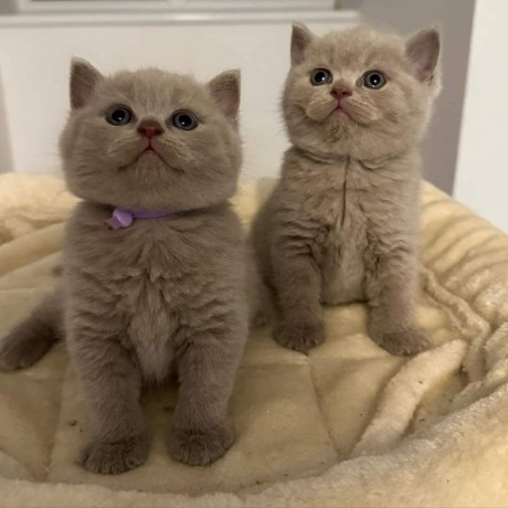 kittens-available-for-sale-big-1