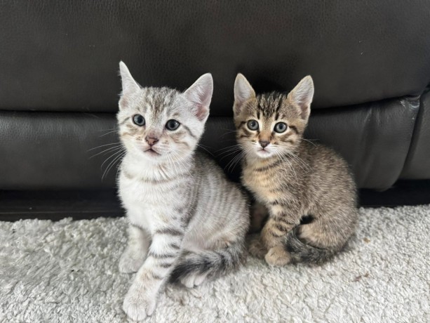 kittens-available-for-sale-big-0