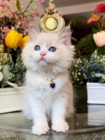 kittens-available-for-sale-big-2