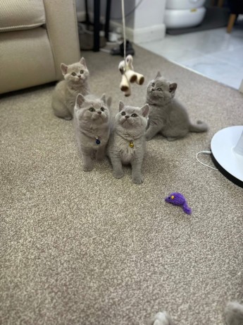 kittens-available-for-sale-big-3