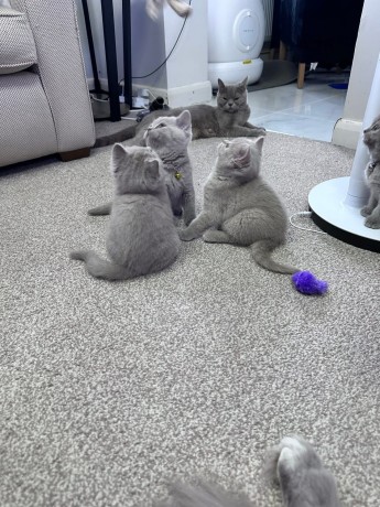 kittens-available-for-sale-big-4