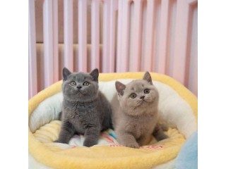 Adorable kittens